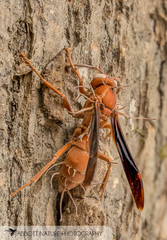 Ophiocordycipitaceae