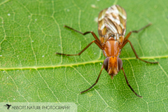 Tritoxa incurva