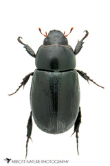 Dyscinetus morator