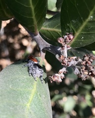Phidippus adumbratus
