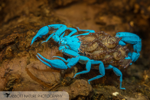 Southern Devil Scorpion