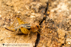 Allonemobius tinnulus