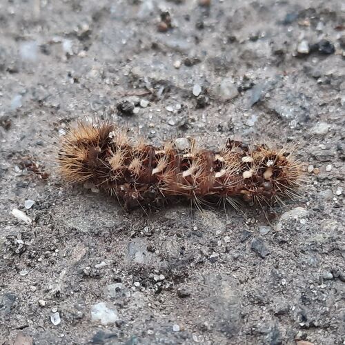 Knot Grass Moth