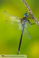 Somatochlora provocans