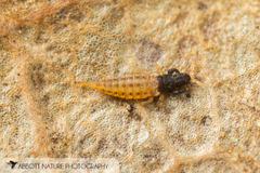 Trachythrips watsoni