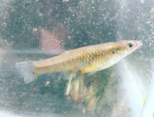Lerma Livebearer