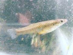 Poeciliopsis infans