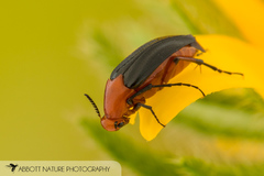 Macrosiagon linearis