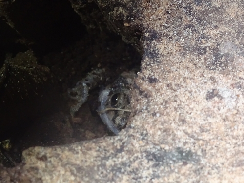 Fejervarya cancrivora