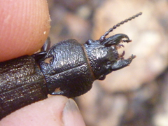 Mecodema sculpturatum
