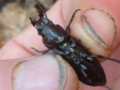 Mecodema sculpturatum