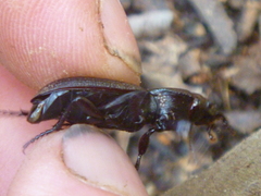 Mecodema sculpturatum