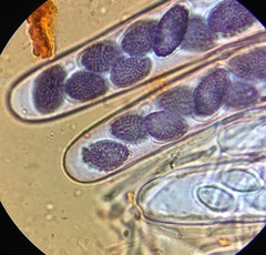 Ascobolus hawaiiensis