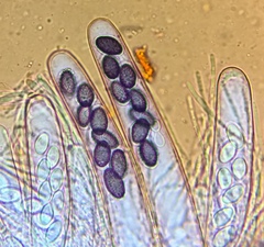 Ascobolus hawaiiensis