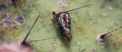 Diacrita costalis