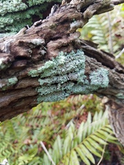 Salix caroliniana