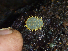 Holacanthella paucispinosa