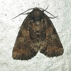 Chytonix sensilis