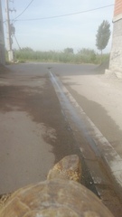 Emys orbicularis persica