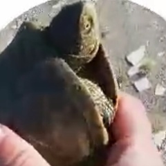 Emys orbicularis persica