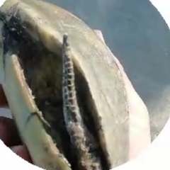 Emys orbicularis persica