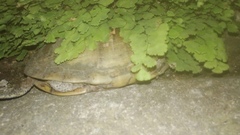 Emys orbicularis persica