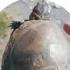 Emys orbicularis persica