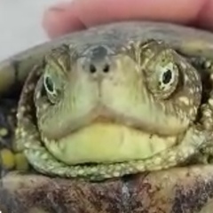 Emys orbicularis persica