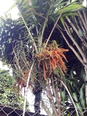 Chamaedorea angustisecta