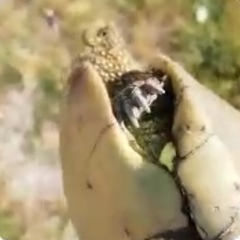 Emys orbicularis persica