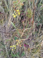 Bupleurum multinerve