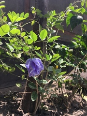 Clitoria