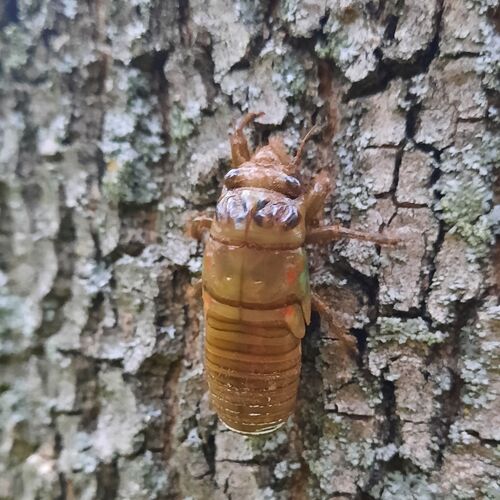 Red Cicada