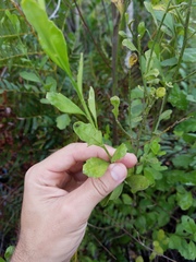 Baccharis glomeruliflora image
