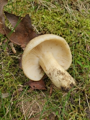 Russula pulverulenta