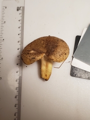 Russula pulverulenta