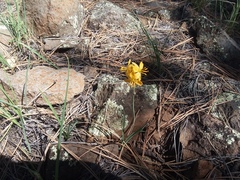 Echeandia flavescens