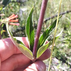 Bouvardia tenuifolia