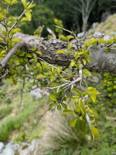 Rhamnus japonica iNat (3)