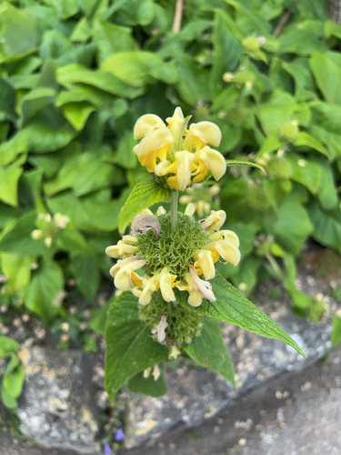 Phlomis russeliana
