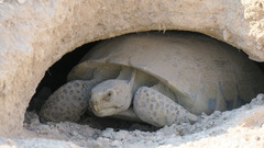 Gopherus flavomarginatus