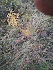 Peucedanum morisonii