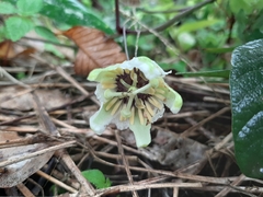 Passiflora colinvauxii
