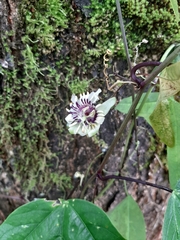 Passiflora colinvauxii