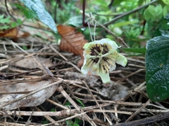 Passiflora colinvauxii