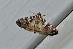 Glyphodes sibillalis