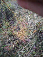 Peucedanum morisonii