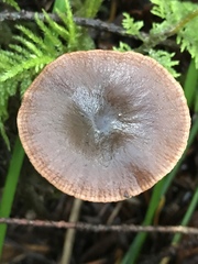 Gymnopus fuscopurpureus