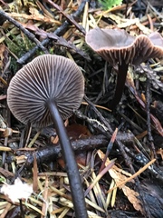 Gymnopus fuscopurpureus