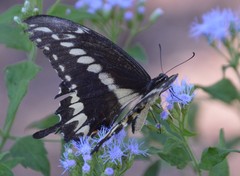Papilio ornythion ornythion